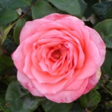 Picture of Amazing Grace-Rose (29408)