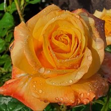 Picture of Amber Flush-Rose (222)