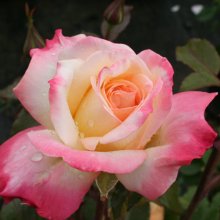 Picture of Andrea Jane-Rose (234)