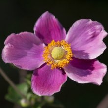 Anemone Hot Pink Picture of Anemone Hot Pink (11738)