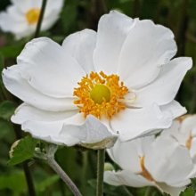 Anemone Single White Picture of Anemone Single White (6464)