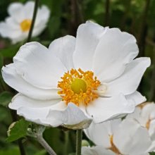 Anemone Snow Queen Picture of Anemone Snow Queen (10267)