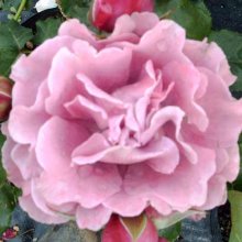 Angel Face-Rose Picture of Angel Face-Rose (236)