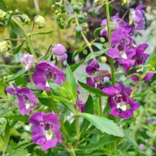 Angelonia Alonia Big Indigo Picture of Angelonia Alonia Big Indigo (30475)