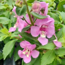 Angelonia Alonia Pink Flirt Picture of Angelonia Alonia Pink Flirt (30476)
