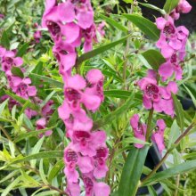 Picture of Angelonia Big Dark Pink (30805)