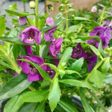 Picture of Angelonia Alonia Purple (30807)