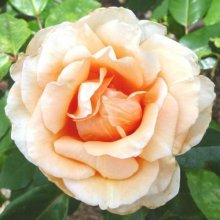 Picture of Anna Olivier-Rose (6458)