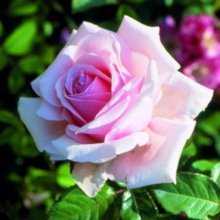 Anna Pavlova-Rose Picture of Anna Pavlova-Rose (7957)