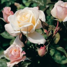 Picture of Anniversary Std 80cm-Rose (244)