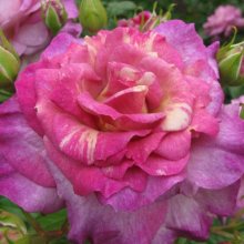 Antique Affair-Rose Picture of Antique Affair-Rose (6248)