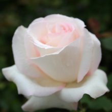 Aorangi-Rose Picture of Aorangi-Rose (246)