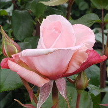 Picture of Aotearoa Std 45cm Single Bud-Rose (31114)