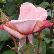 Picture of Aotearoa Std 80cm-Rose (248)