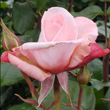 Picture of Aotearoa-Rose (247)