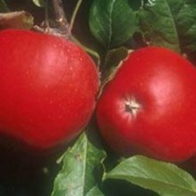 Picture of Apple Autento Dwf M793 (7118)