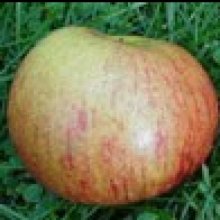 Picture of Apple Ballarat MM102 (9578)