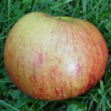 Picture of Apple Ballarat MM106 (6503)