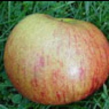 Apple Ballarat MM116 Picture of Apple Ballarat MM116 (30922)