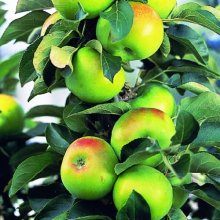 Picture of Apple Ballerina Bolero M793 (252)