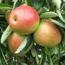 Picture of Apple Ballerina Polka M793 (253)