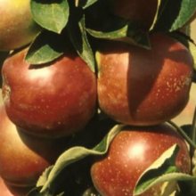 Picture of Apple Ballerina Waltz M793 (7739)