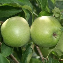 Picture of Apple Baujade M26 (28580)