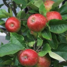 Apple Blush Babe Std 60cm M793 Picture of Apple Blush Babe Std 60cm M793 (6418)