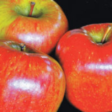 Apple Braeburn Espalier MM106 Picture of Apple Braeburn Espalier MM106 (11867)