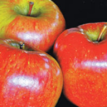 Apple Braeburn MM102 Picture of Apple Braeburn MM102 (10951)
