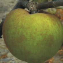 Apple Bramley Seedling MM102 Picture of Apple Bramley Seedling MM102 (260)