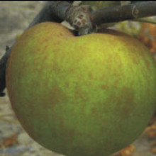 Apple Bramley Seedling MM106 Picture of Apple Bramley Seedling MM106 (9817)