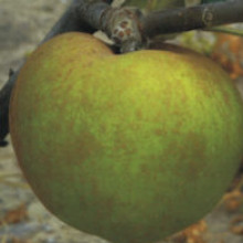 Picture of Apple Bramley Seedling MM116 (30923)