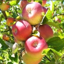 Apple Cameusa de llObregrate MM116 Picture of Apple Cameusa de llObregrate MM116 (30927)
