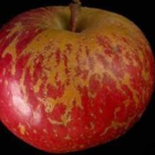Apple Captain Kidd Kay MM106 Picture of Apple Captain Kidd Kay MM106 (263)
