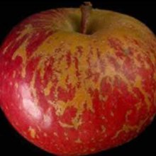 Apple Captain Kidd Kay MM116 Picture of Apple Captain Kidd Kay MM116 (30928)