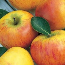 Apple Coxs Orange Espalier Picture of Apple Coxs Orange Espalier (29124)