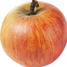 Apple Coxs Orange Pippin M26 Picture of Apple Coxs Orange Pippin M26 (28582)