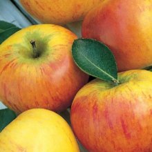 Apple Coxs Orange Pippin MM116 Picture of Apple Coxs Orange Pippin MM116 (28520)