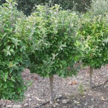 Apple Croquella Std 75cm Picture of Apple Croquella Std 75cm (30955)