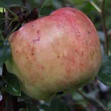 Apple Dayton MM106 Picture of Apple Dayton MM106 (6512)