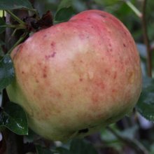 Apple Dayton MM116 Picture of Apple Dayton MM116 (266)