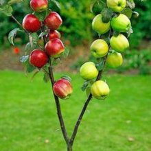 Apple Dble Braeburn/G Delicious Picture of Apple Dble Braeburn/G Delicious (6644)