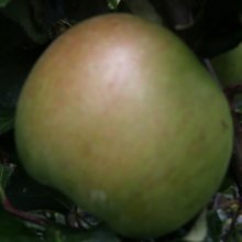 Apple Dble Hetlina/Montys Surprise Picture of Apple Dble Hetlina/Montys Surprise (6378)