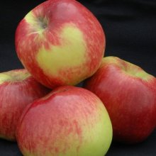 Apple Dble Pacific Rose/NZ Queen MM102 Picture of Apple Dble Pacific Rose/NZ Queen MM102 (29986)