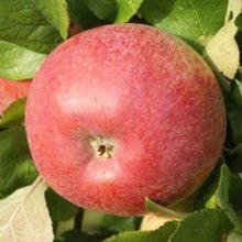 Apple Dble Peasgood/Montys Surprise Picture of Apple Dble Peasgood/Montys Surprise (6382)
