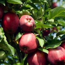 Apple Dble Red Delicious/Golden Delicious Picture of Apple Dble Red Delicious/Golden Delicious (269)