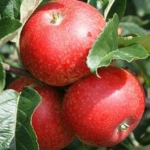 Apple Devonshire Quarrenden MM106 Picture of Apple Devonshire Quarrenden MM106 (6374)