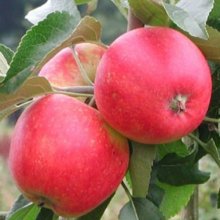 Apple Discovery MM106 Picture of Apple Discovery MM106 (6513)