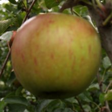 Apple Divine M26 Picture of Apple Divine M26 (28583)